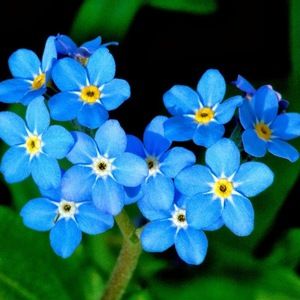 Meet your Posher, Yaneth